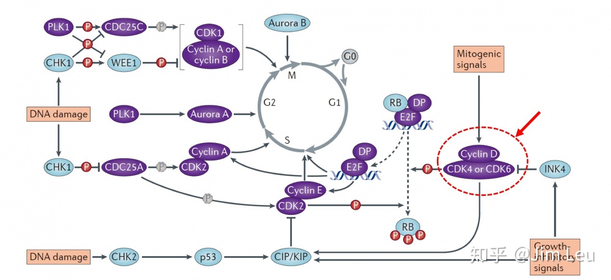 cdk4作为细胞周期调控g1/s转换关键激酶,是细胞周期素cyclind1-3依赖