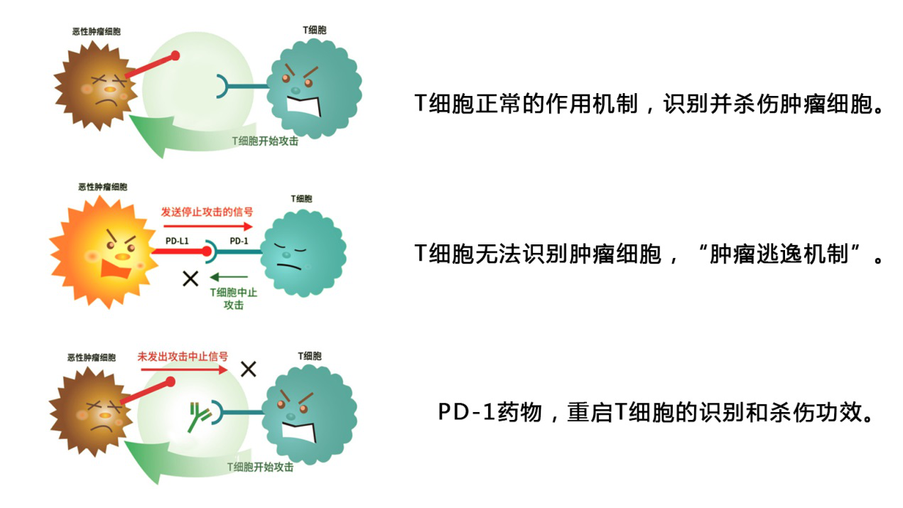 从作用机制看肺癌免疫治疗的前生今生