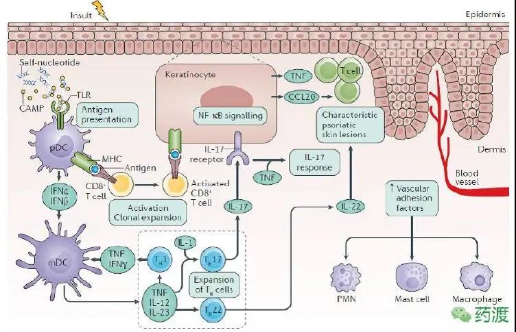 th17等,它们可分泌肿瘤坏死因子-a(tnf-a),白介素17