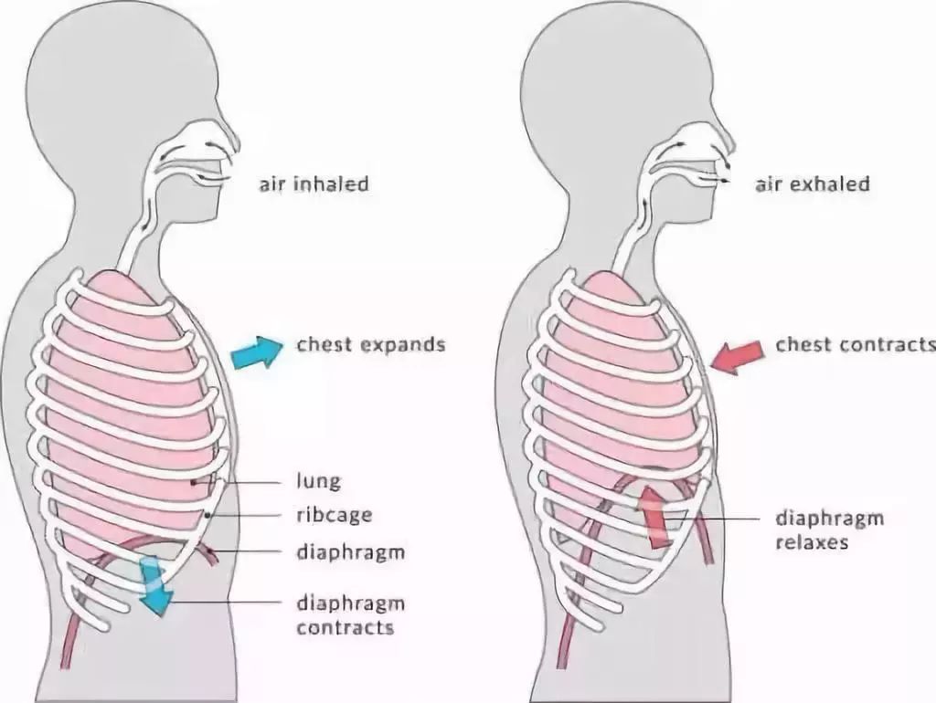 2,呼吸模式异常腹部拉长并前凸下背部缩短并凹陷体态异常是导致肋骨