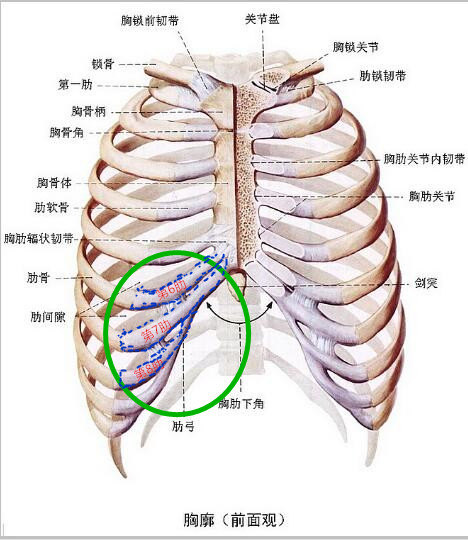 可以压迫切口防止疤痕增生,更重要的是采用胸带压迫前凸胸壁从而达到