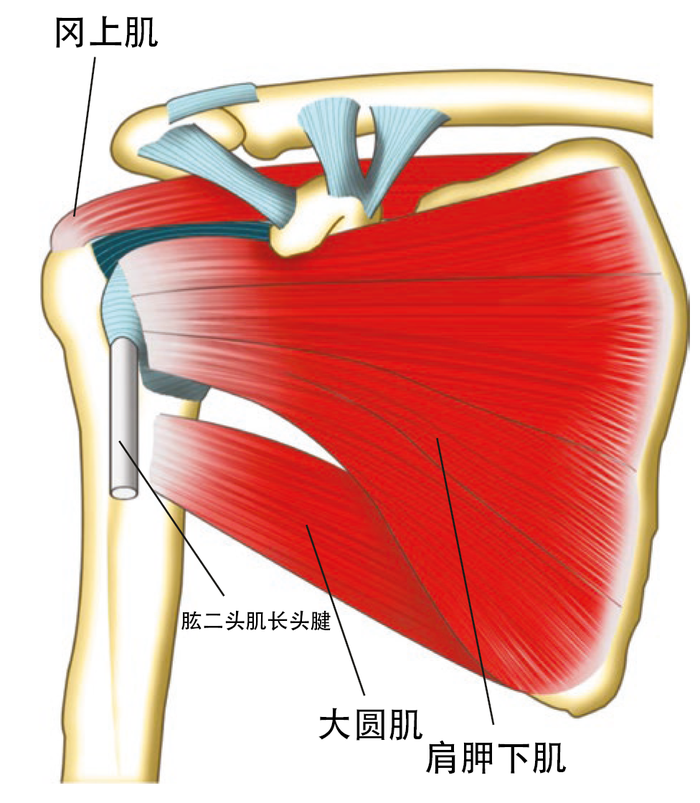 什么是肩袖?有什么功能? - 微医(挂号网)