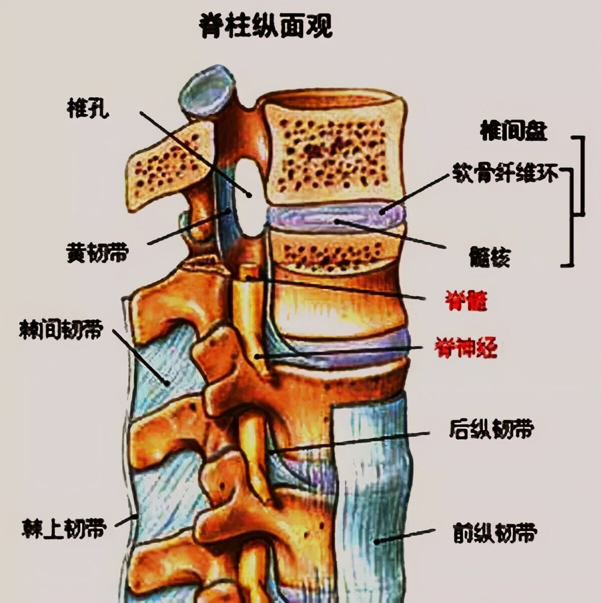 【新技术】椎间孔镜技术：腰椎间盘突出患者的福音 - 特色技术 - 曹县人民医院