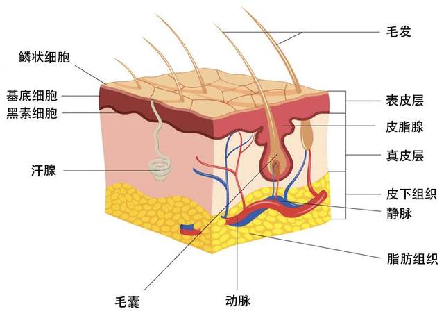 中胚层 真皮层图片