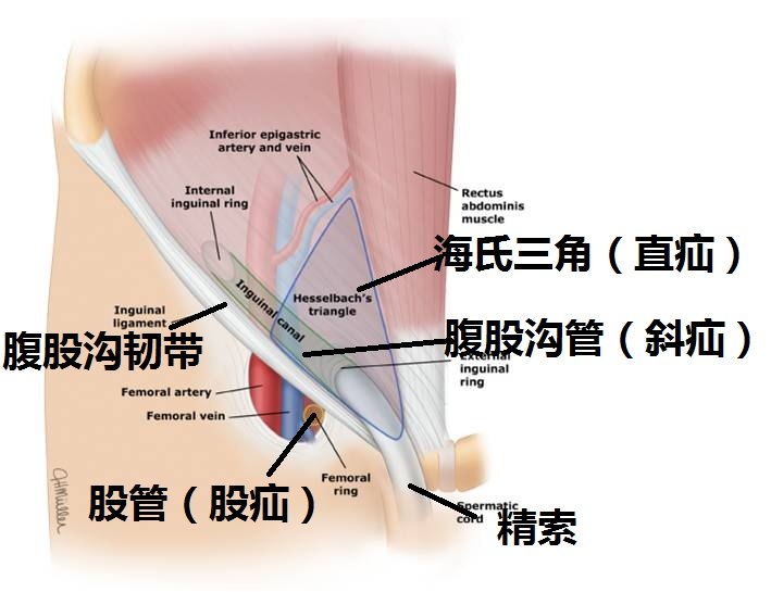大腿根和腹股沟位置图图片
