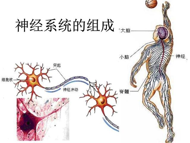 什么是神经病的视图