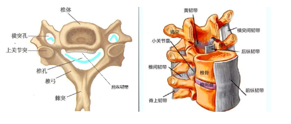 『名医访谈』颈椎后纵韧带骨化症常见问题解答 