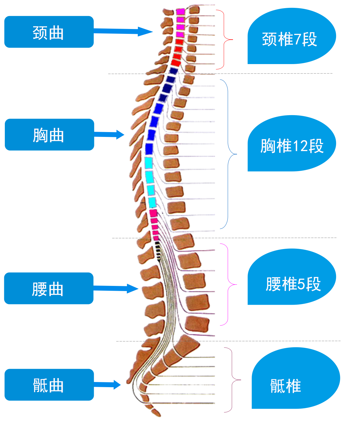 腰腿疼痛不仅仅是腰椎病!