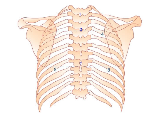脊柱各结构的常见体表定位及临床应用
