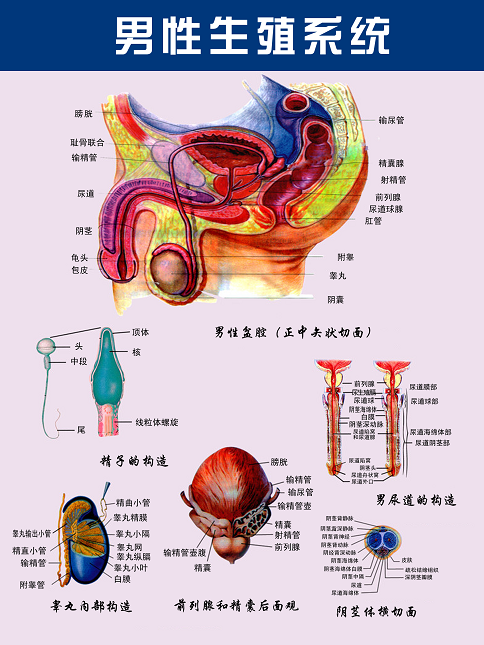 先天性输精管缺如精液没精子为什么我觉得自己一切都正