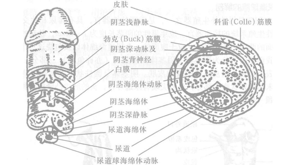 海绵体年轻化的综合诊治