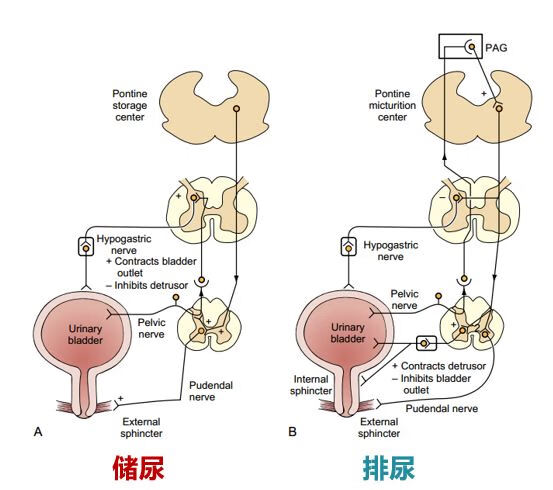 "排尿"看似是一个非常简单的过程,其实背后有着非常复杂的神经调控