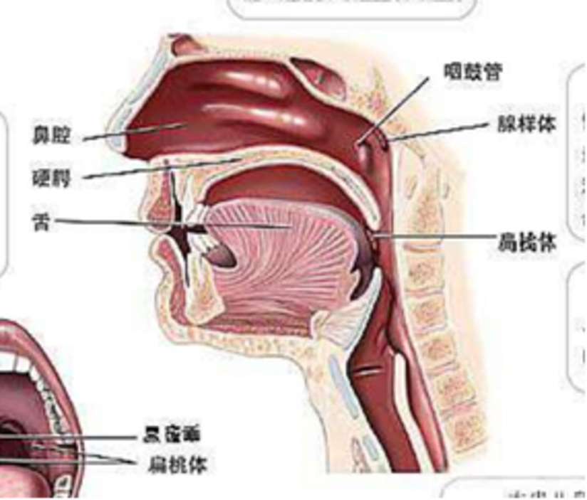 腺样体肥大检查 鼻镜or 鼻咽侧位x线片 健康号 微医