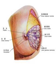 乳头出水乳头溢液