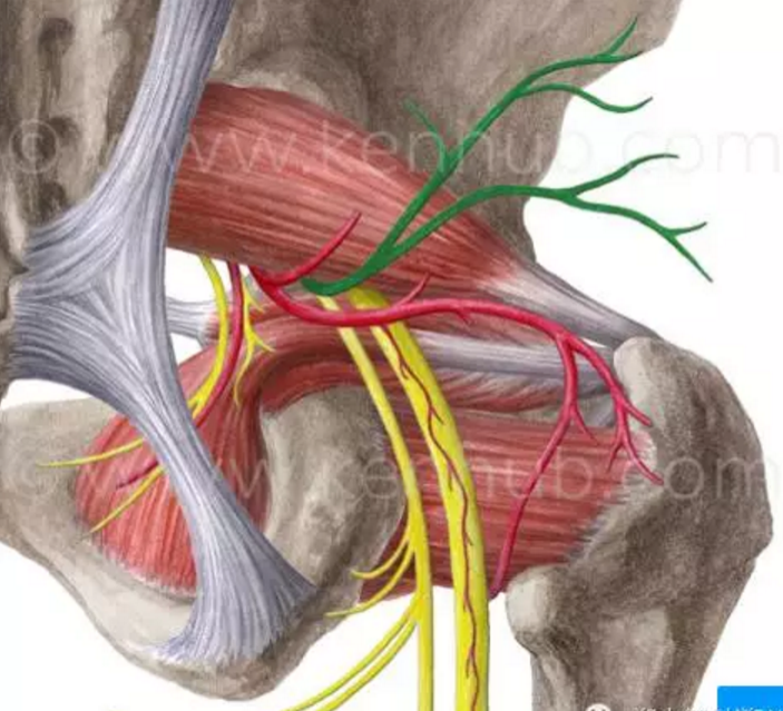 来自腰4～腰5神经和骶1～骶3神经根,是所有神经中最粗者.