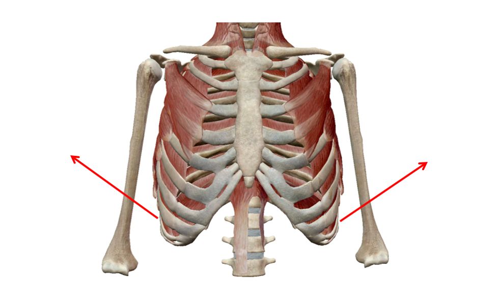第七根肋骨位置的图片图片