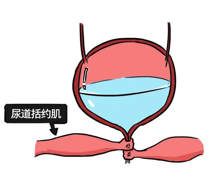 漫画科普憋住的尿都去哪了