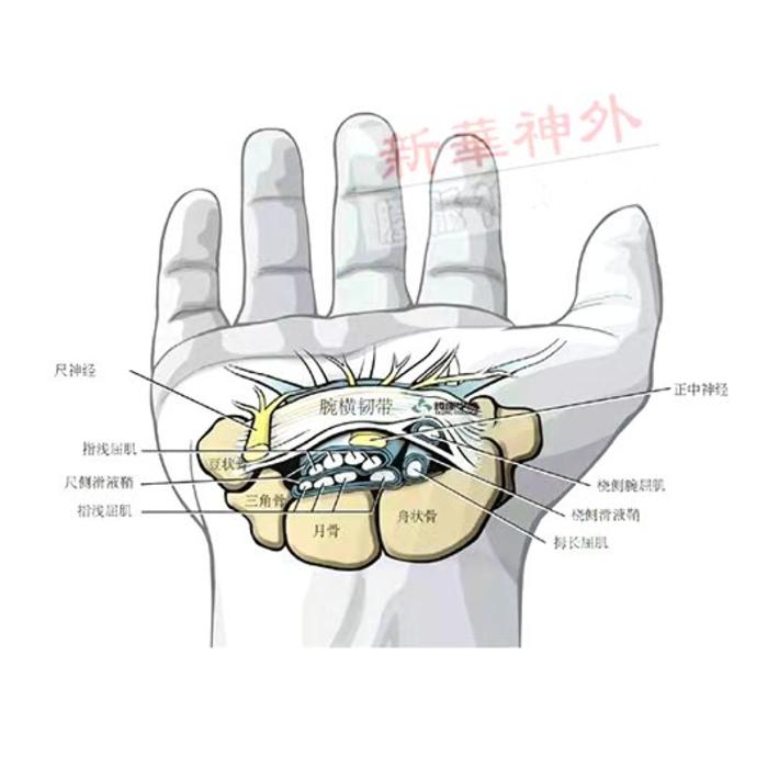 腕管内正中神经的应用解剖