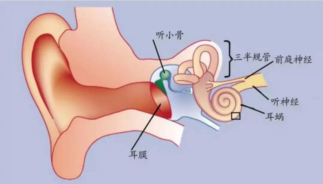 耳鸣?切莫忽视听神经瘤的可能!
