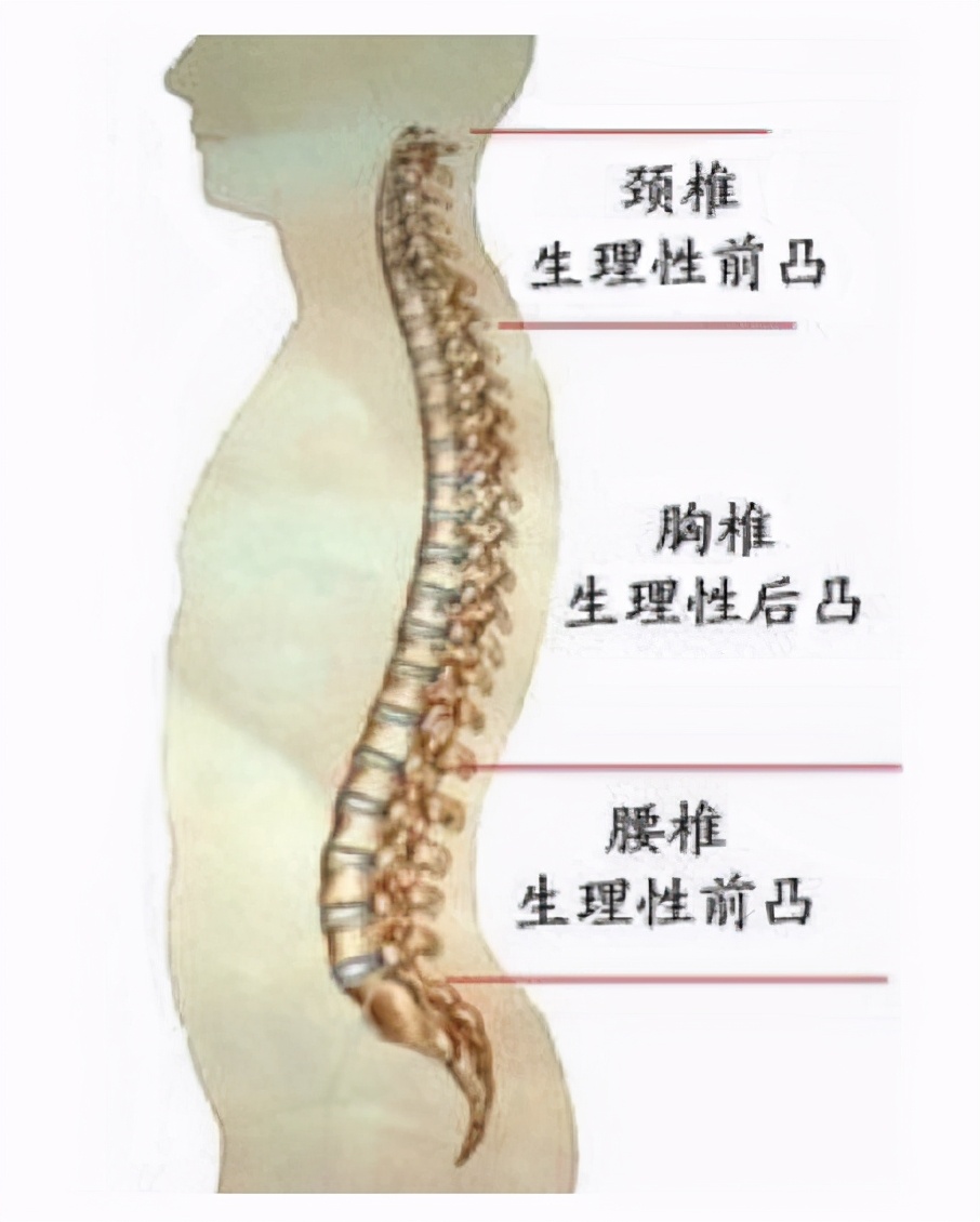 脊柱的四个生理弯曲图片