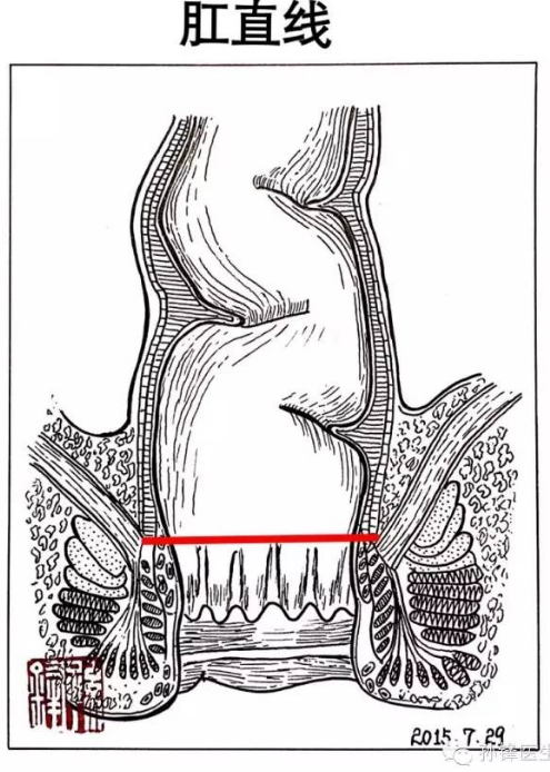 肛管齿状线图片图片