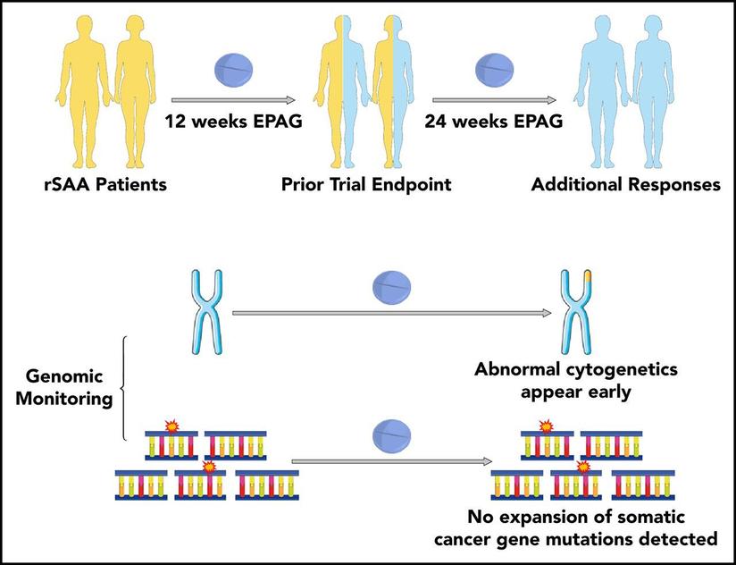 关于艾曲波帕治疗难治性再生障碍性贫血的最新进展 健康号 微医