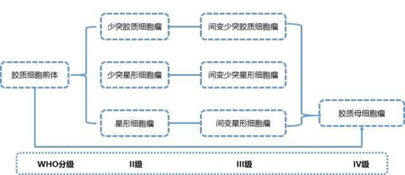胶质瘤病理学报告 您看懂了么 健康号 微医