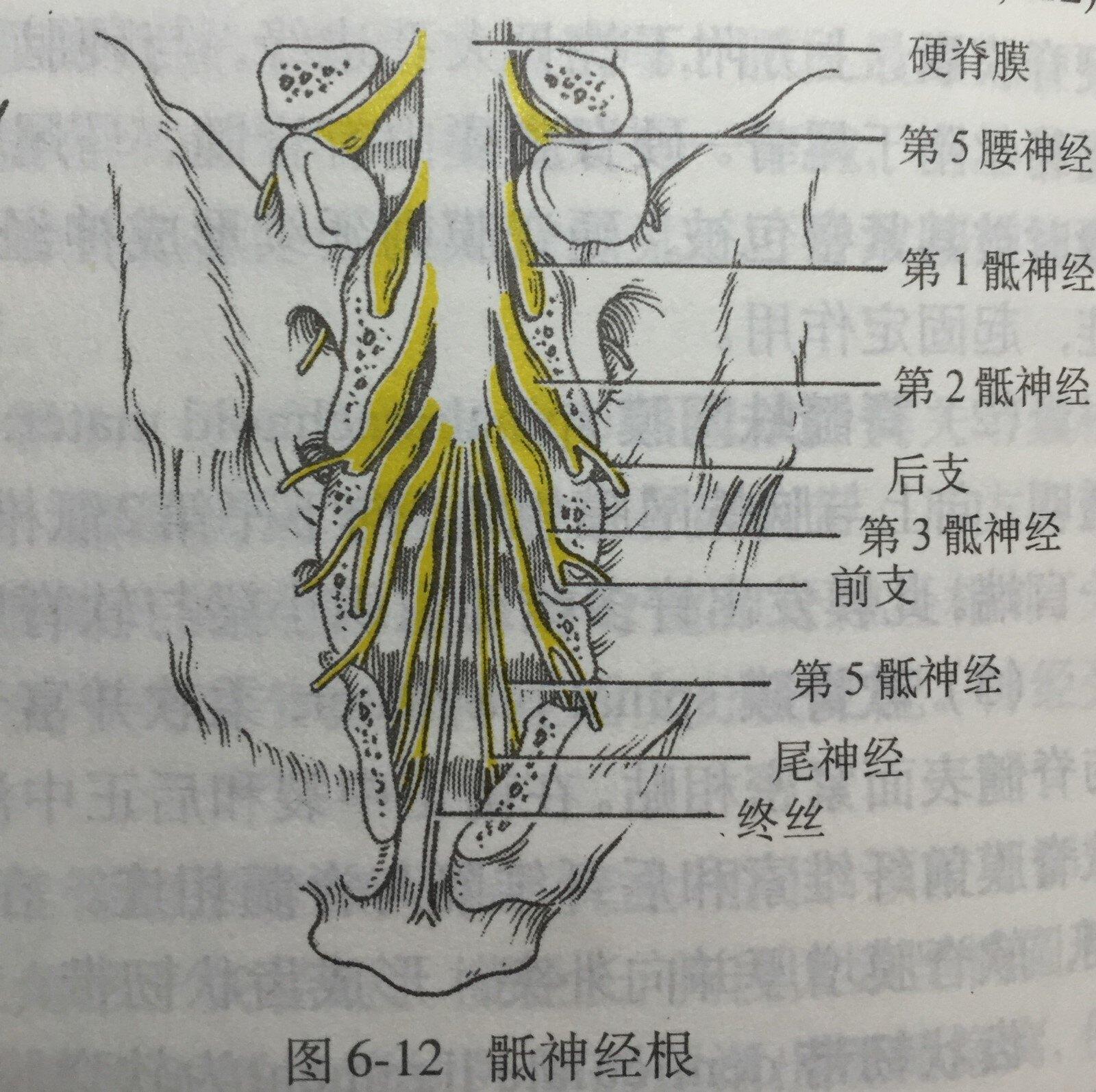 骶神经解剖图片