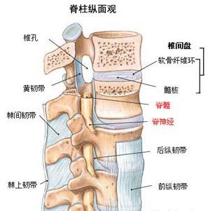 人体腰椎图解解剖图片