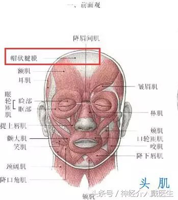 一种容易误诊的头痛——帽状腱膜炎