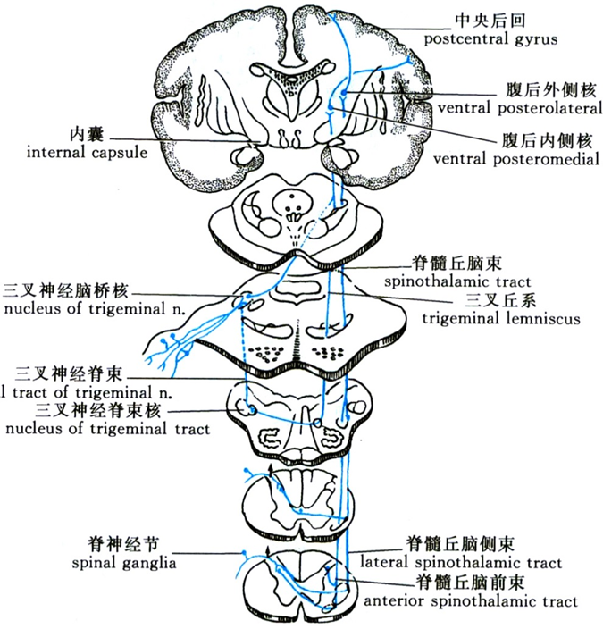 脊髓的功能解剖