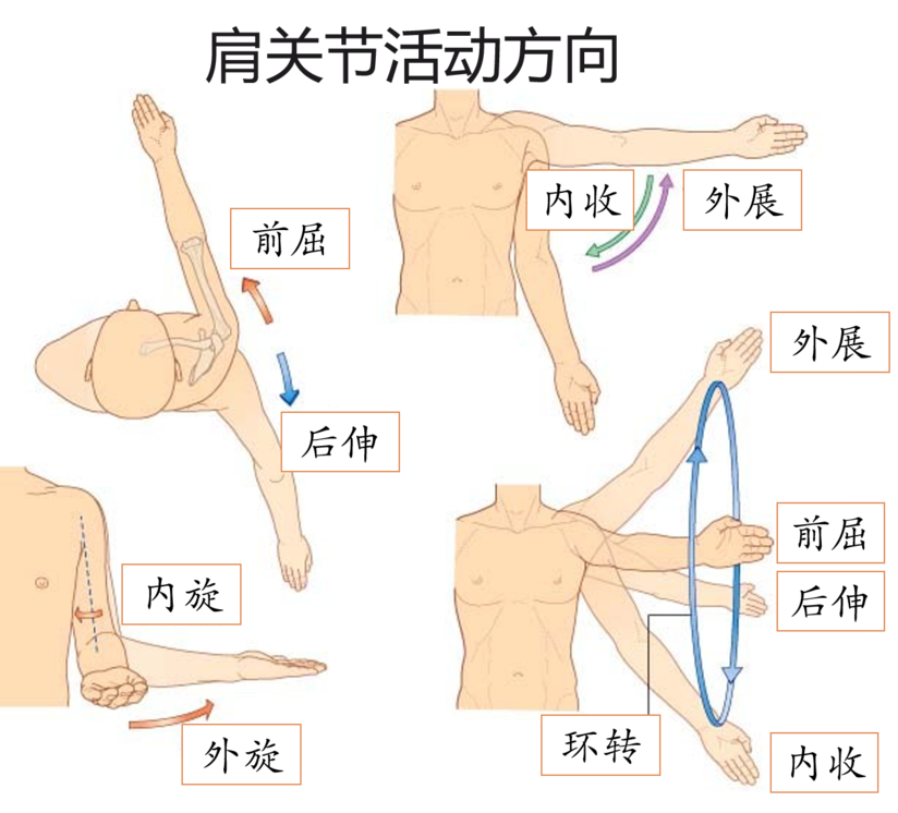 肩痛不欲生怎么办 让我来帮你降伏肩魔 健康号 微医