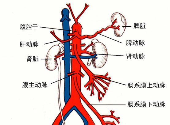 图13  腹部动脉示意图首先发出的主要分支动脉就是腹腔干