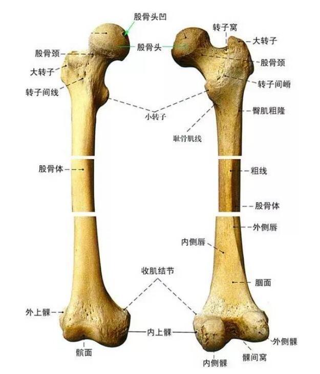 股骨内上髁位置图片