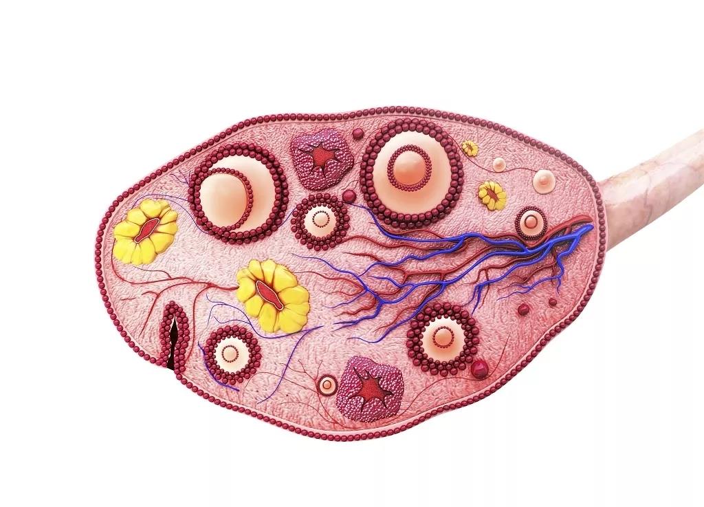 卵巢髓质图片
