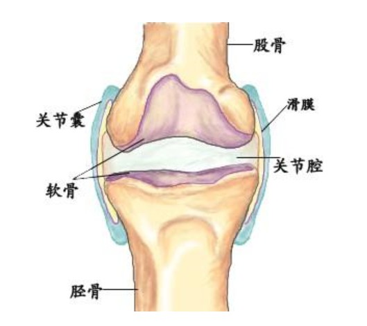 关节里有水髋关节积液是怎么回事