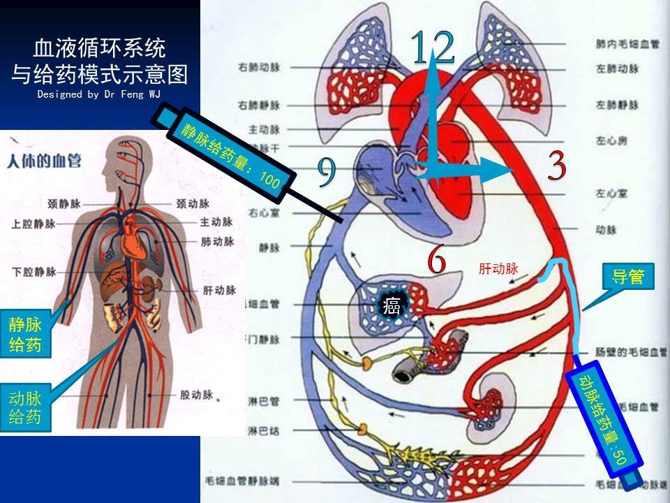 动静脉血液循环示意图图片