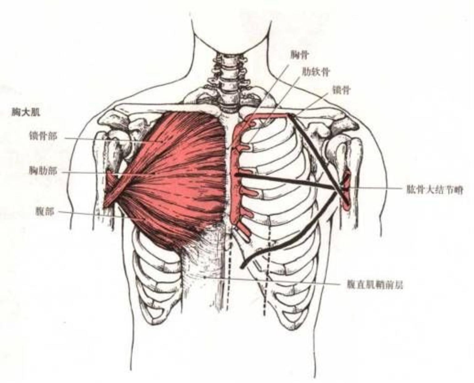 上交叉综合症的康复治疗策略