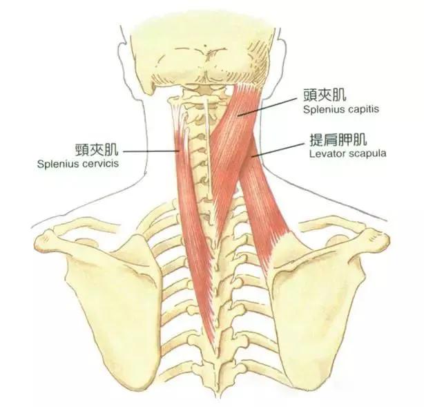 颈椎肌肉图片图片