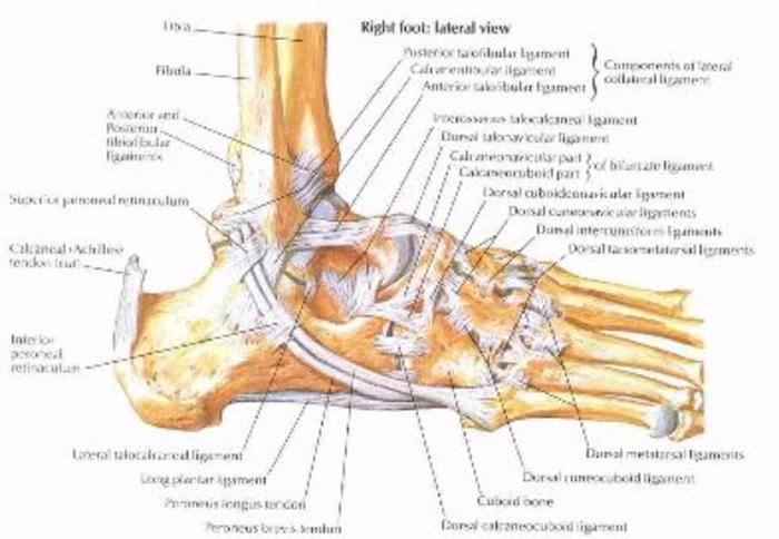跟距外侧韧带跟腓韧带距腓后韧带距腓前韧带外侧副韧带(二)外侧结构