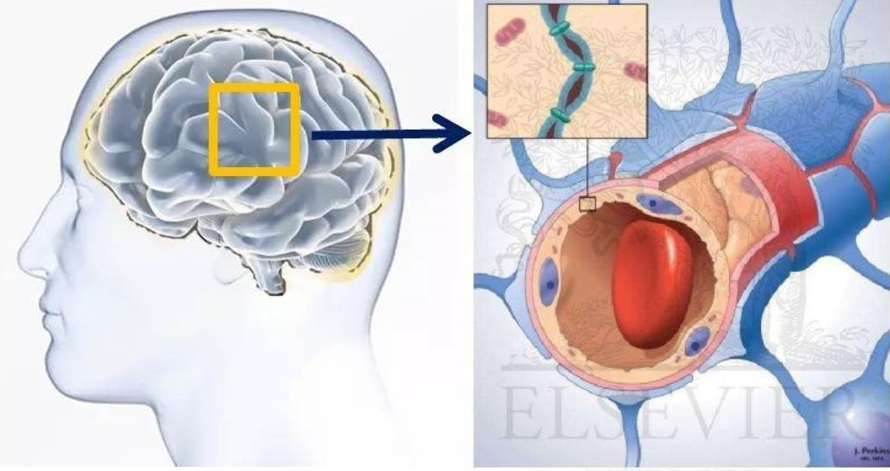 病毒 血脑屏障图片