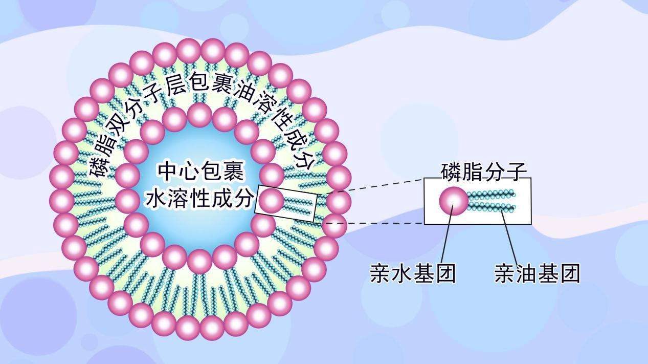 卵磷脂结构图片图片