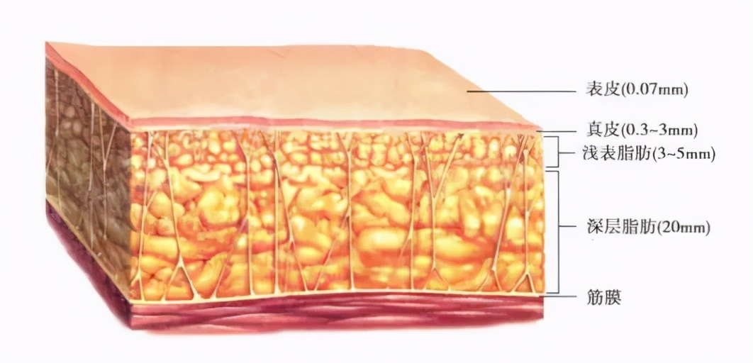 皮下脂肪也分为浅层及深层,浅层通常分布全身各处,而深层则分布于部分