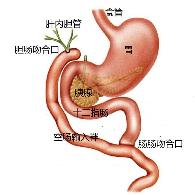 最下端的开关会打开,胆囊收缩把仓库里面的胆汁通过胆管释放到肠道