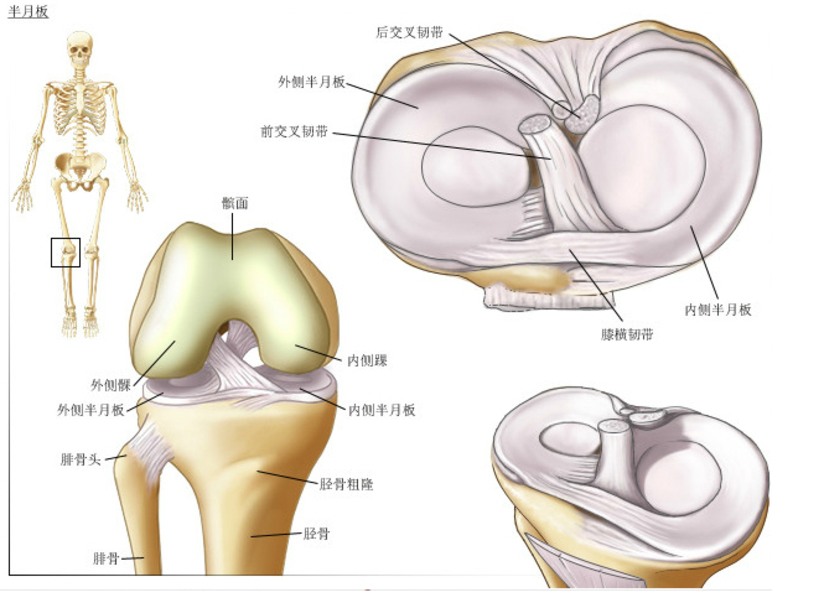 什么是半月板软骨 半月板在什么位置 重要吗 健康号 微医