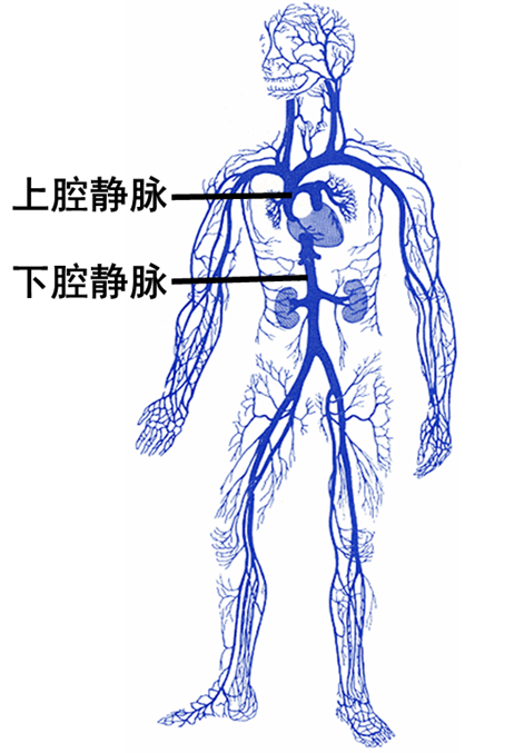 第一篇认识我们的血管 - 微医(挂号网)