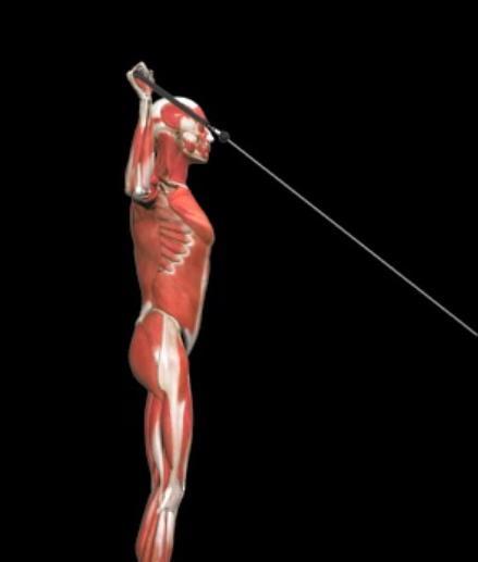 小圆肌的功能:外旋,内收,伸展和水平外展肩关节.