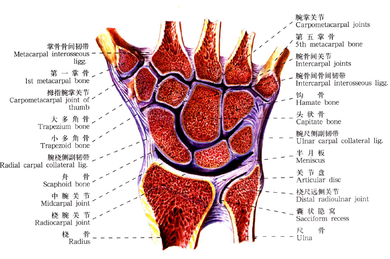 腕三角纤维软骨又称腕关节盘,是位于尺骨和三角骨之间的纤维软骨,呈