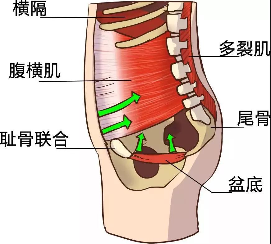 女性必修课之盆底肌