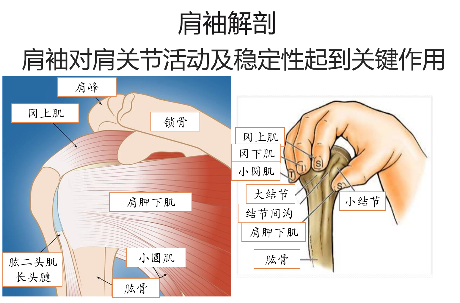 肩康复必要解剖——肩胛关节、肩胸关节主要肌肉群 - 知乎